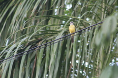 Tyrannus melancholicus