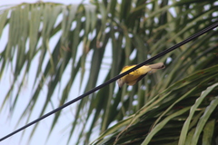 Tyrannus melancholicus