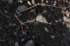 Acanthoscyphus parishii parishii