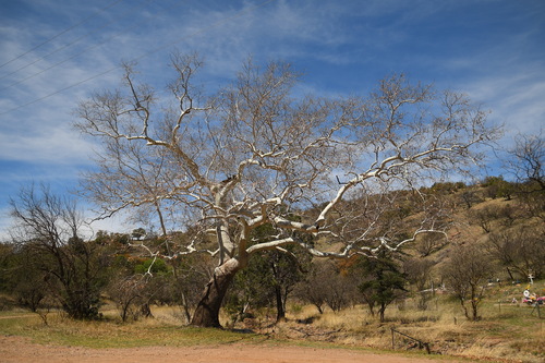 California Sycamore winter