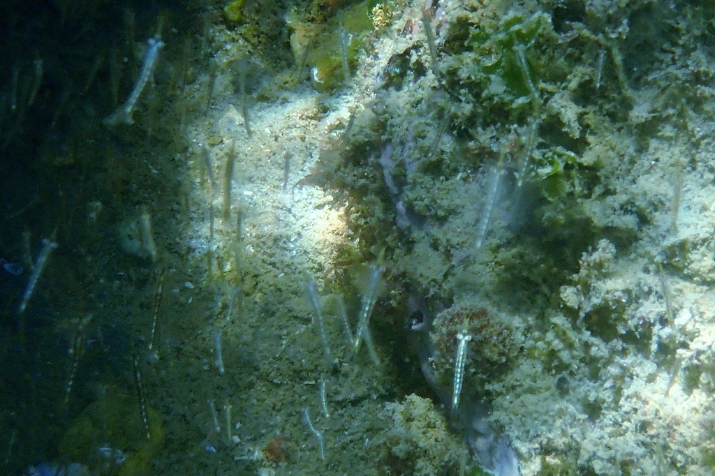 Leptomysis lingvura