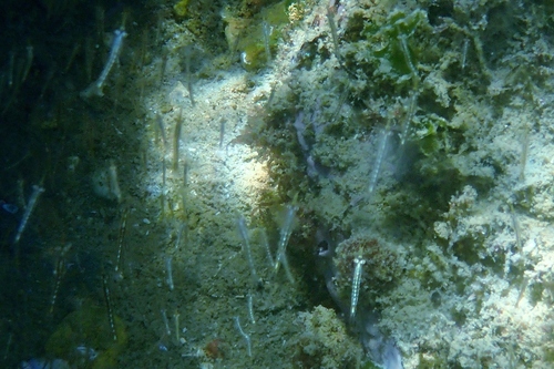 Leptomysis lingvura