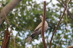 Streptopelia decaocto