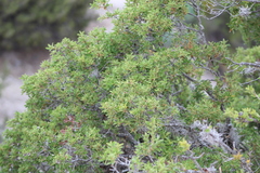 Quercus pringlei