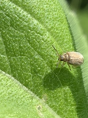 Ophraella
