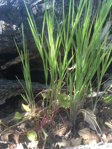 iNaturalist observation photo of grasses