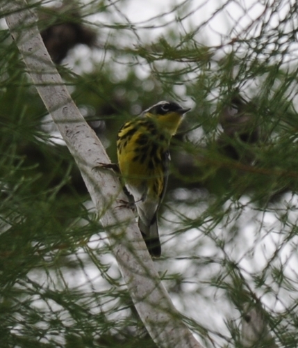 Setophaga magnolia image