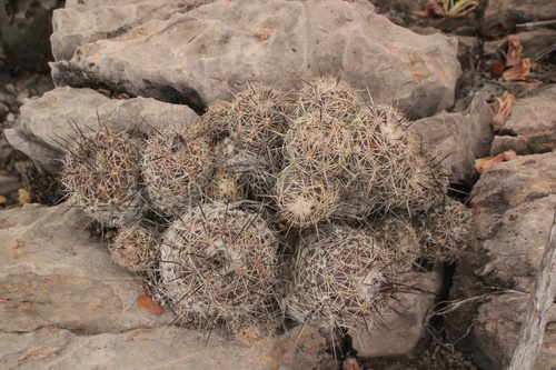 Coryphantha pseudonickelsiae