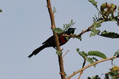 Cinnyris erythrocercus