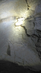 Bogertophis subocularis