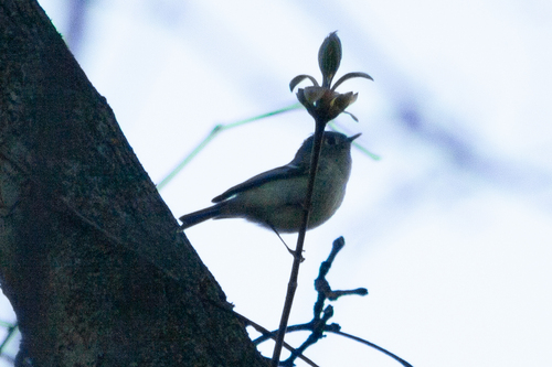 Ruby-crowned Kinglet photographed in Pennsylvania
