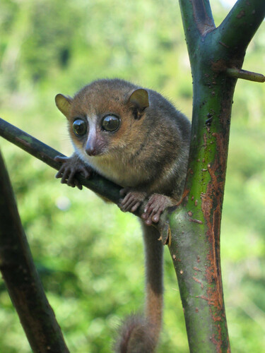 Gerp's Mouse Lemur (Microcebus gerpi) — Critically Endangered Mammalia