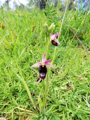 Ophrys bertolonii