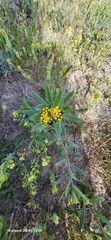 Arnebia guttata, photograph Эльвира Халиулина, CC BY, iNaturalist via GBIF