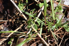 Perideridia americana