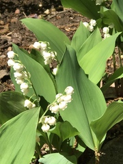 Convallaria