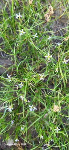 Leptaleum filifolium, photograph 4
