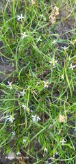 Эльвира Халиулина, CC BY, iNaturalist via GBIF Leptaleum filifolium, photograph Эльвира Халиулина, CC BY, iNaturalist via GBIF