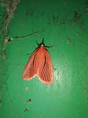 Arctioblepsis rubida
