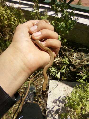 Photo of a Roth's Dwarf Snake (Eirenis rothii)