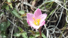 Zephyranthes morrisclintii