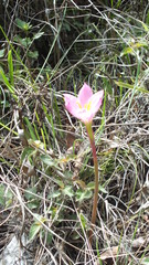Zephyranthes morrisclintii