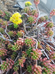 Sedum × rubrotinctum