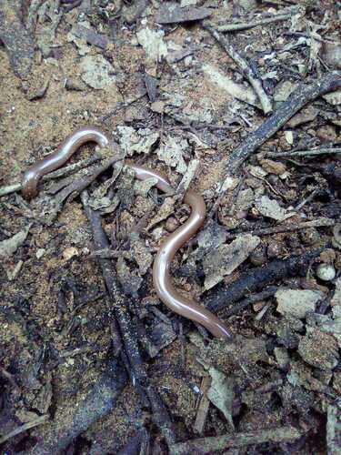 Photo of a Syrian Blind Snake (Xerotyphlops syriacus)