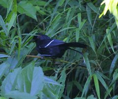 Pyriglena leucoptera