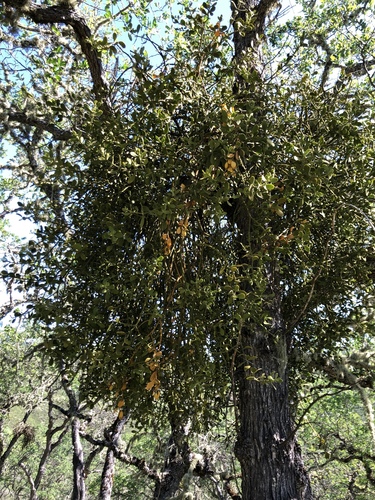 iNaturalist observation photo of leafy mistletoes