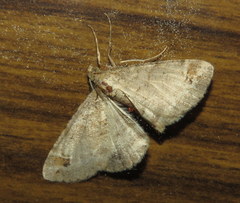 Syneora hemeropa