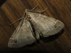 Syneora hemeropa