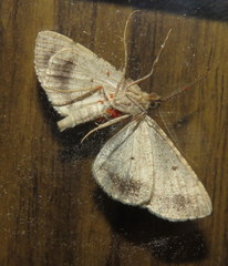 Syneora hemeropa