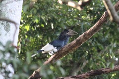 Bycanistes subcylindricus