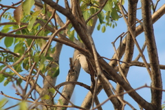 Streptopelia decaocto