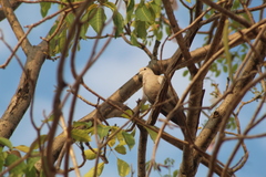 Streptopelia decaocto