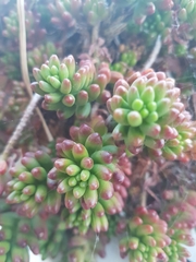 Sedum × rubrotinctum