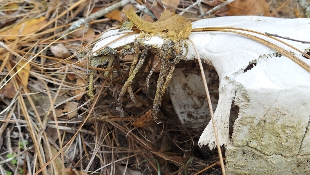 Gopher Tortoise Moth
