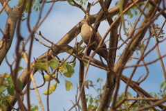 Streptopelia decaocto