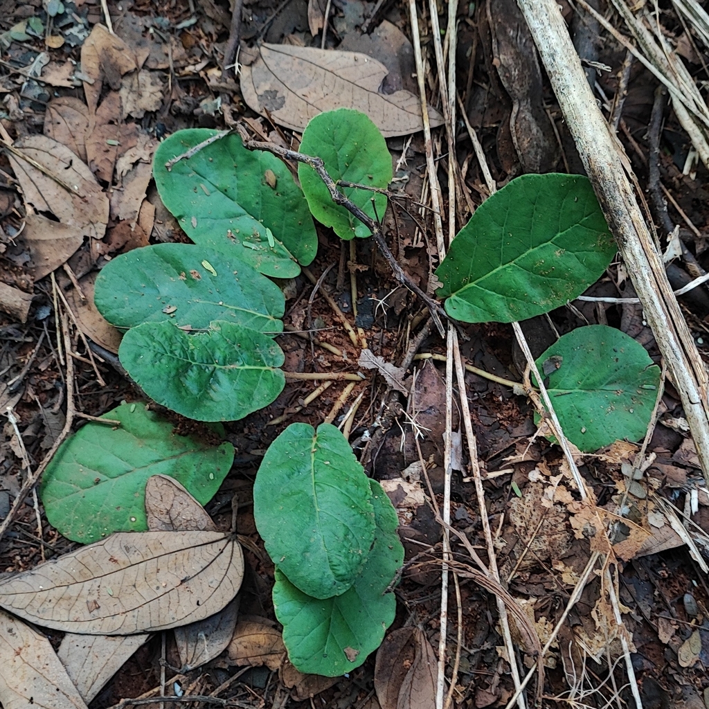 Dorstenia brasiliensis, Albuquerque, Corumbá - MS, Brasil