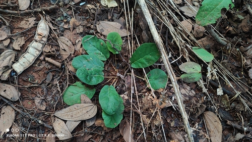 Dorstenia brasiliensis