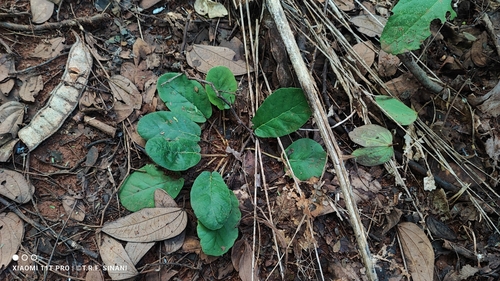 Dorstenia brasiliensis