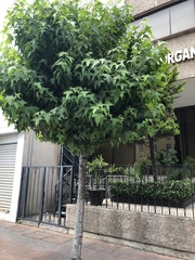 Liquidambar