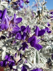 Psorothamnus arborescens