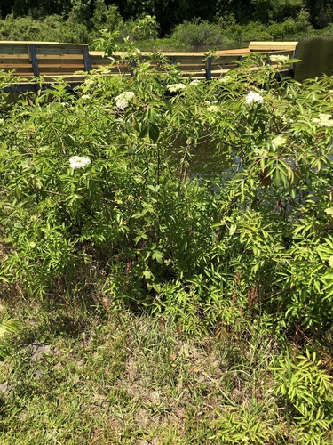 Sambucus canadensis image