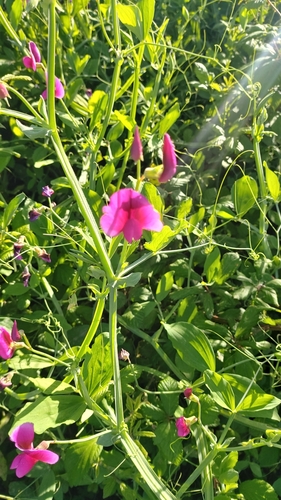 perennial pea (Lathyrus latifolius)