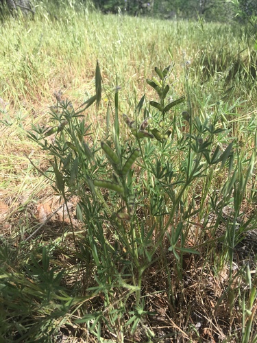 iNaturalist observation photo of lupines