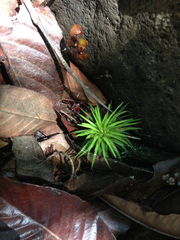 Tillandsia ionantha