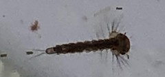 Aedes canadensis