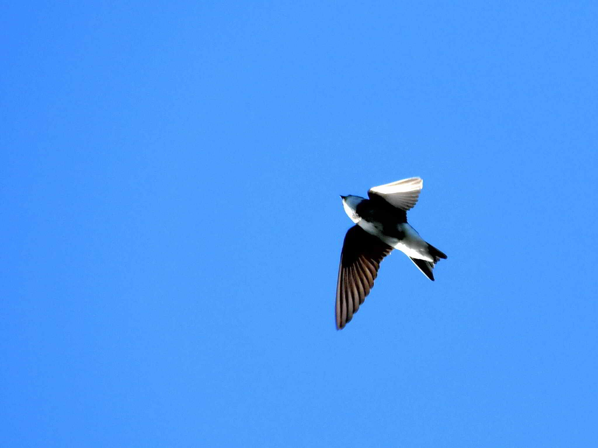 Sand Martin